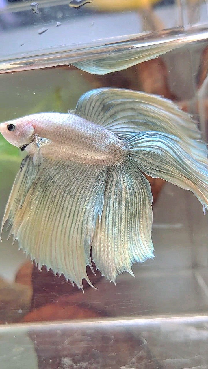 XL VEILTAIL DOUBLE TAIL GRIZZLE YELLOW COPPER BETTA FISH