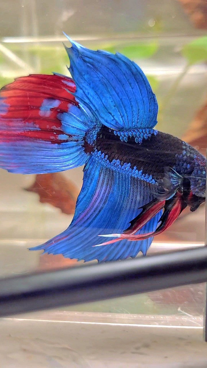 XL VEILTAIL BLACK GALAXY BLUE SAPPHIRE BETTA FISH