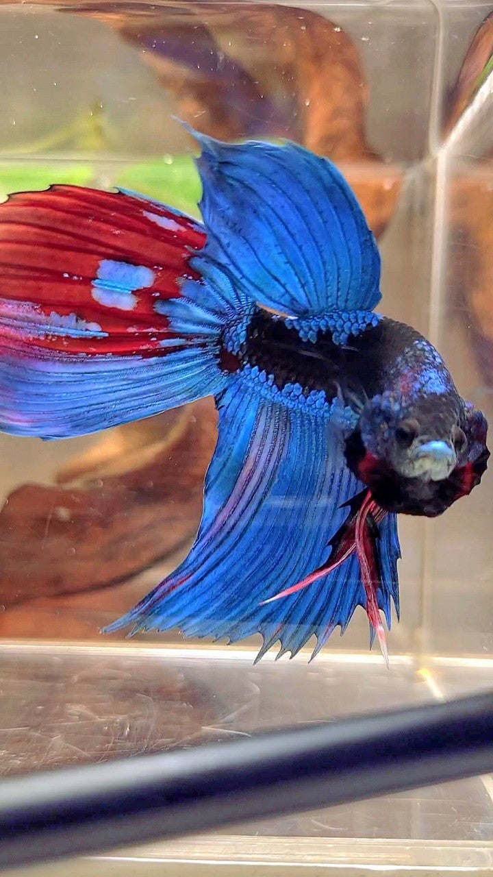 XL VEILTAIL BLACK GALAXY BLUE SAPPHIRE BETTA FISH