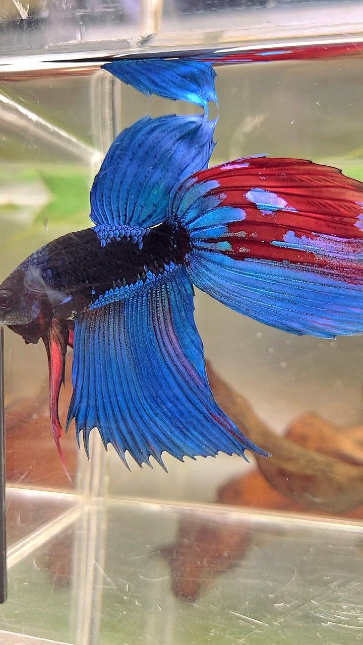 XL VEILTAIL BLACK GALAXY BLUE SAPPHIRE BETTA FISH