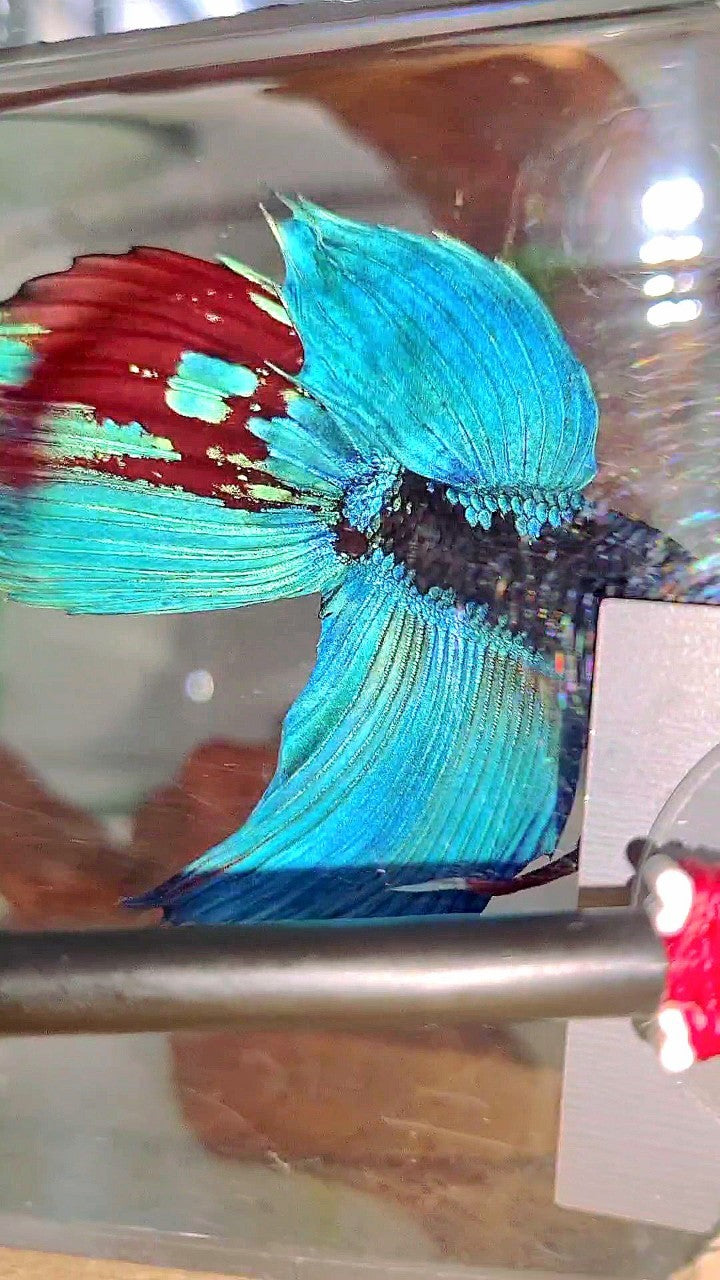 XL VEILTAIL BLACK GALAXY BLUE SAPPHIRE BETTA FISH