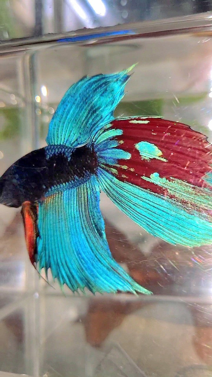 XL VEILTAIL BLACK GALAXY BLUE SAPPHIRE BETTA FISH