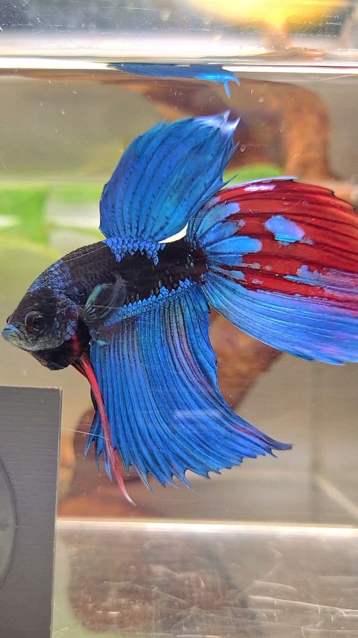 XL VEILTAIL BLACK GALAXY BLUE SAPPHIRE BETTA FISH