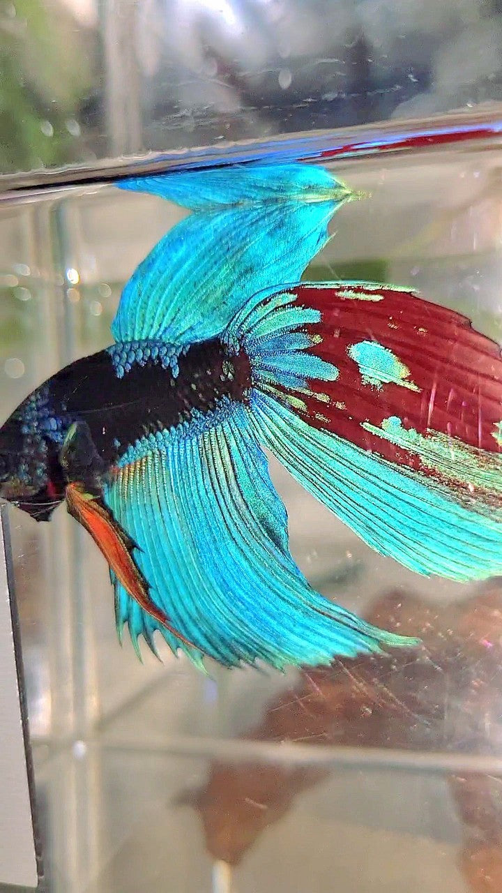XL VEILTAIL BLACK GALAXY BLUE SAPPHIRE BETTA FISH