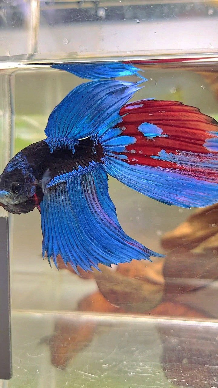 XL VEILTAIL BLACK GALAXY BLUE SAPPHIRE BETTA FISH