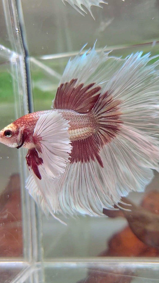 XL HALFMOON OVERTAIL SUPER DUMBO EAR ROSEGOLD BUTTERFLY BETTA FISH