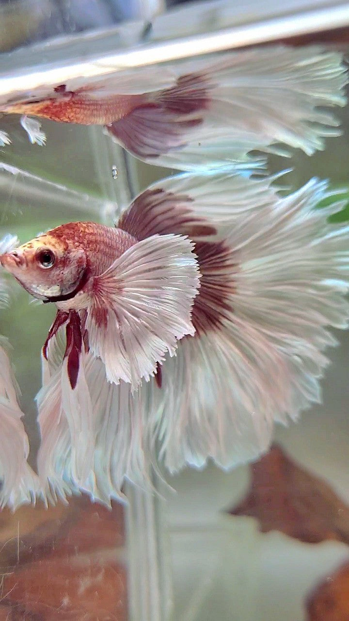 XL HALFMOON OVERTAIL SUPER DUMBO EAR ROSEGOLD BUTTERFLY BETTA FISH