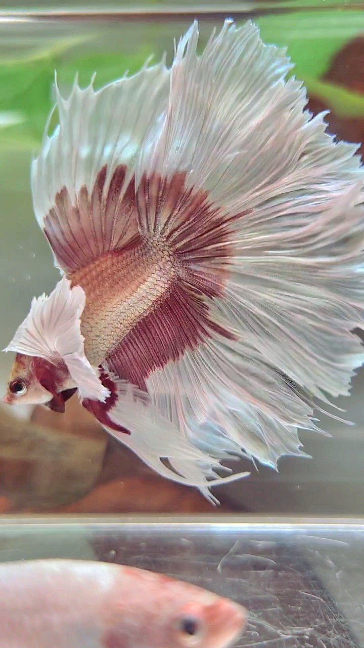 XL HALFMOON OVERTAIL SUPER DUMBO EAR ROSEGOLD BUTTERFLY BETTA FISH