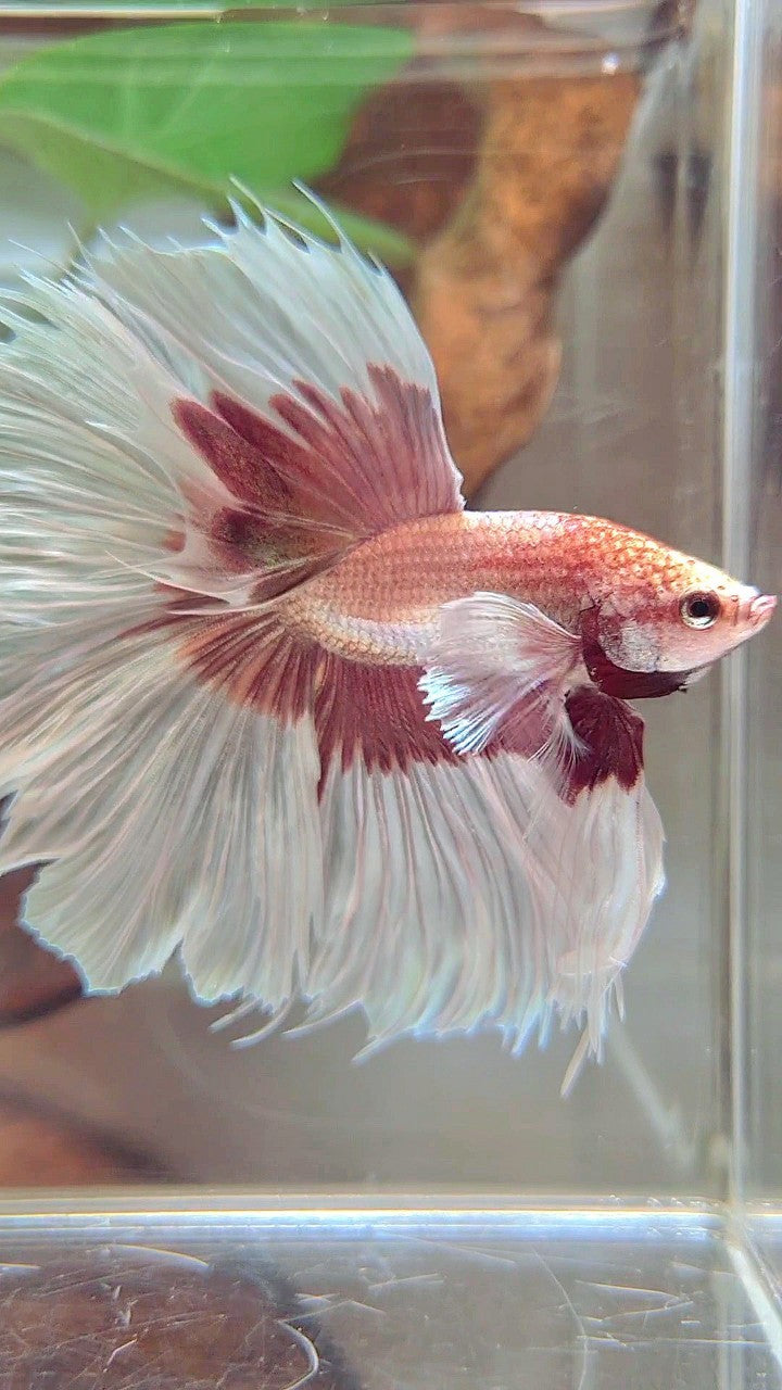 XL HALFMOON OVERTAIL SUPER DUMBO EAR ROSEGOLD BUTTERFLY BETTA FISH