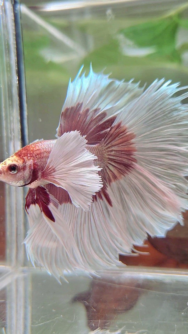 XL HALFMOON OVERTAIL SUPER DUMBO EAR ROSEGOLD BUTTERFLY BETTA FISH
