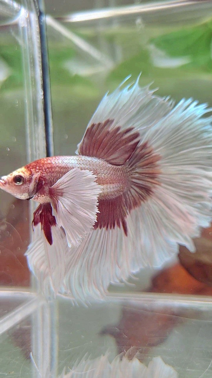 XL HALFMOON OVERTAIL SUPER DUMBO EAR ROSEGOLD BUTTERFLY BETTA FISH