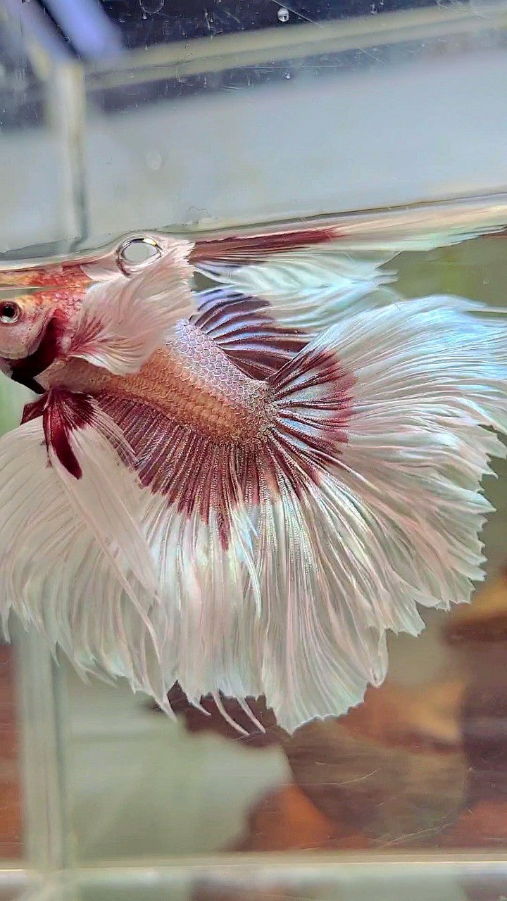 XL HALFMOON OVERTAIL SUPER DUMBO EAR ROSEGOLD BUTTERFLY BETTA FISH