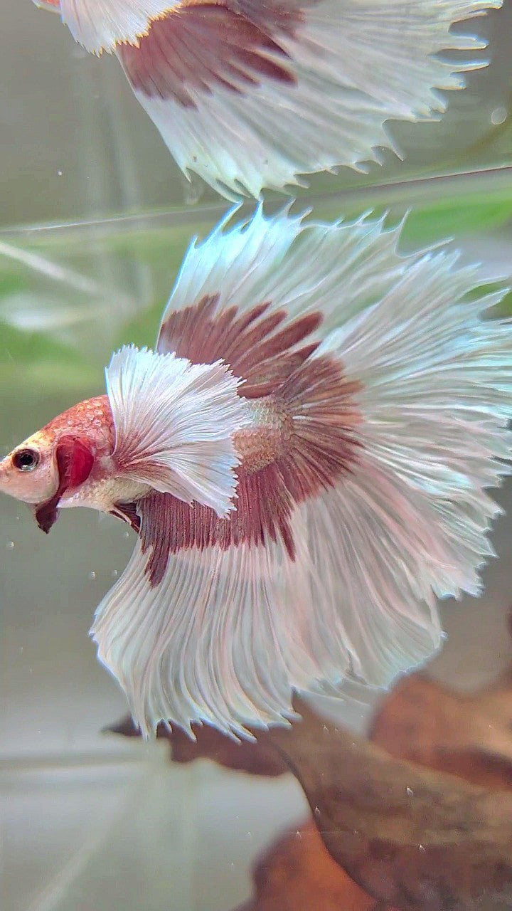 XL HALFMOON OVERTAIL SUPER DUMBO EAR ROSEGOLD BUTTERFLY BETTA FISH