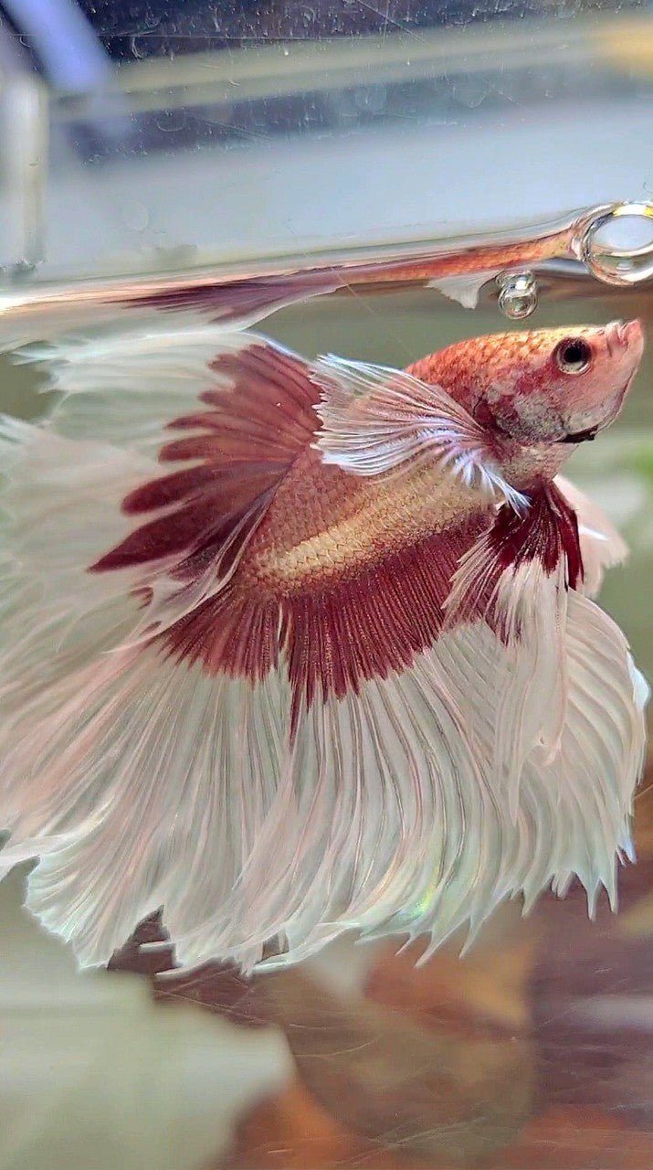 XL HALFMOON OVERTAIL SUPER DUMBO EAR ROSEGOLD BUTTERFLY BETTA FISH