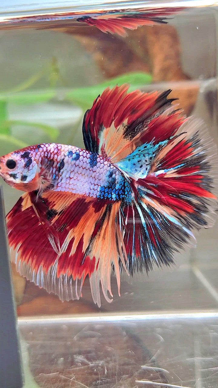 XL HALFMOON OVERTAIL ROSETAIL BLUE FANCY FIRE MULTICOLOR BETTA FISH