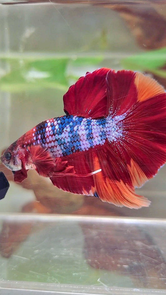 XXL HMPK RED NEMO FANCY MULTICOLOR BETTA FISH