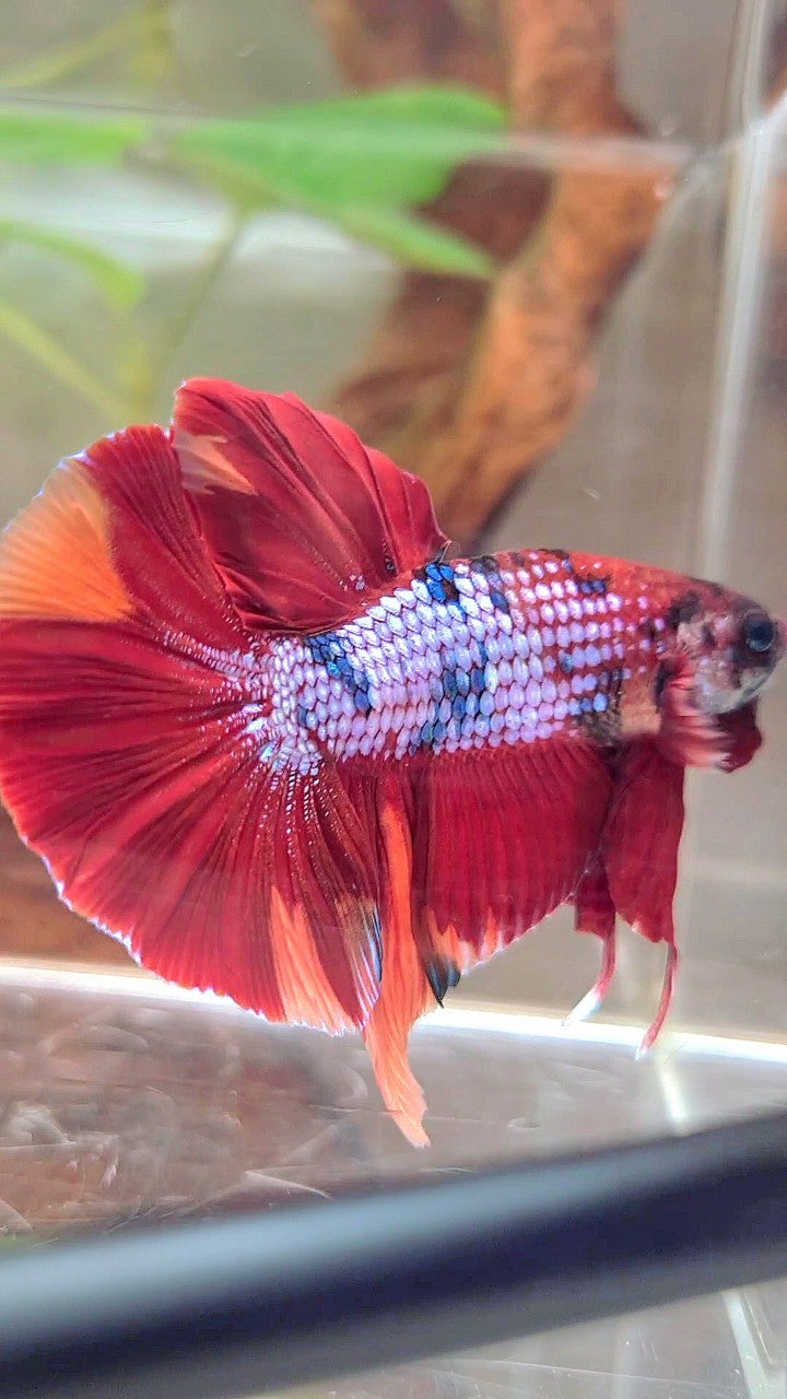 XXL HMPK RED NEMO FANCY MULTICOLOR BETTA FISH