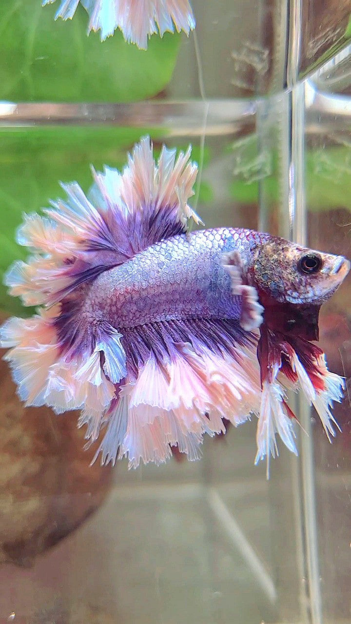 KING FEATHER TAIL HALFMOON BIG EAR SUPER PURPLE BUTTERFLY BETTA FISH