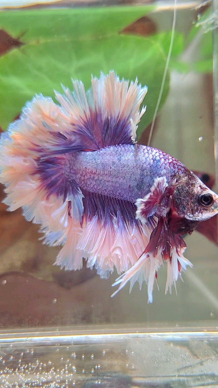 KING FEATHER TAIL HALFMOON BIG EAR SUPER PURPLE BUTTERFLY BETTA FISH