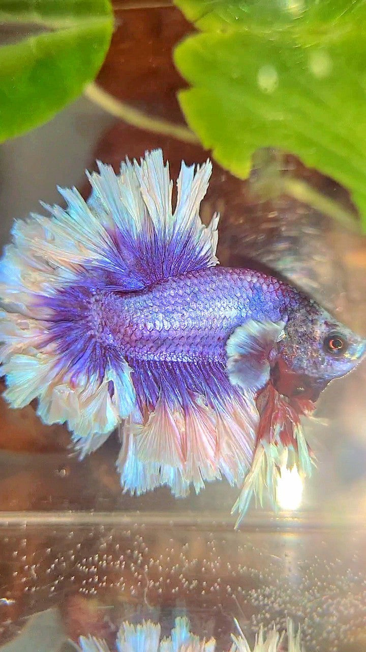 KING FEATHER TAIL HALFMOON BIG EAR SUPER PURPLE BUTTERFLY BETTA FISH