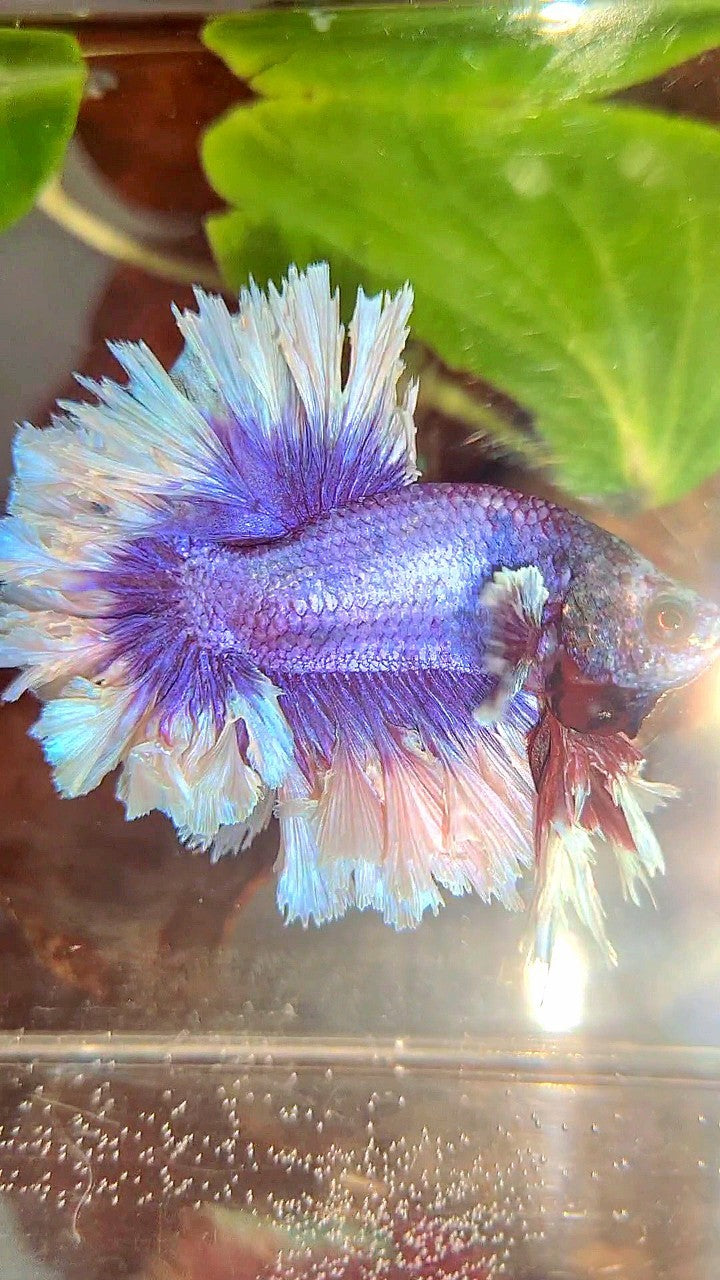 KING FEATHER TAIL HALFMOON BIG EAR SUPER PURPLE BUTTERFLY BETTA FISH