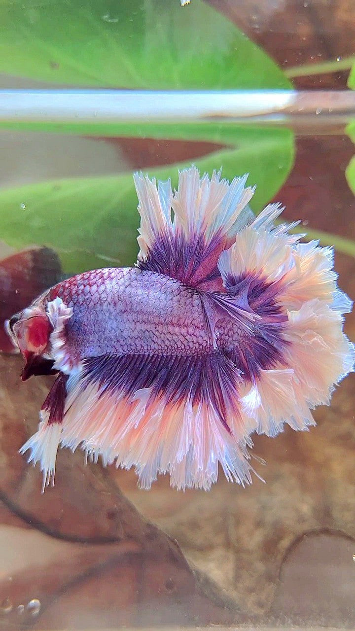 KING FEATHER TAIL HALFMOON BIG EAR SUPER PURPLE BUTTERFLY BETTA FISH