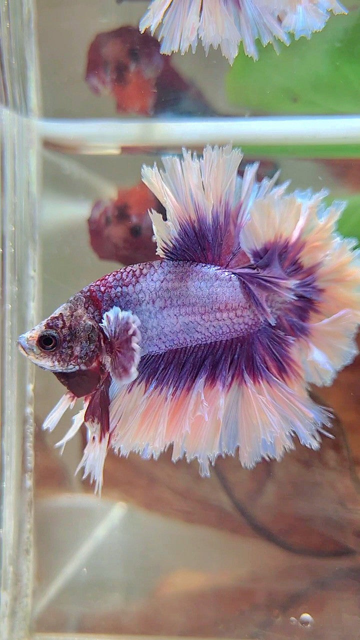 KING FEATHER TAIL HALFMOON BIG EAR SUPER PURPLE BUTTERFLY BETTA FISH