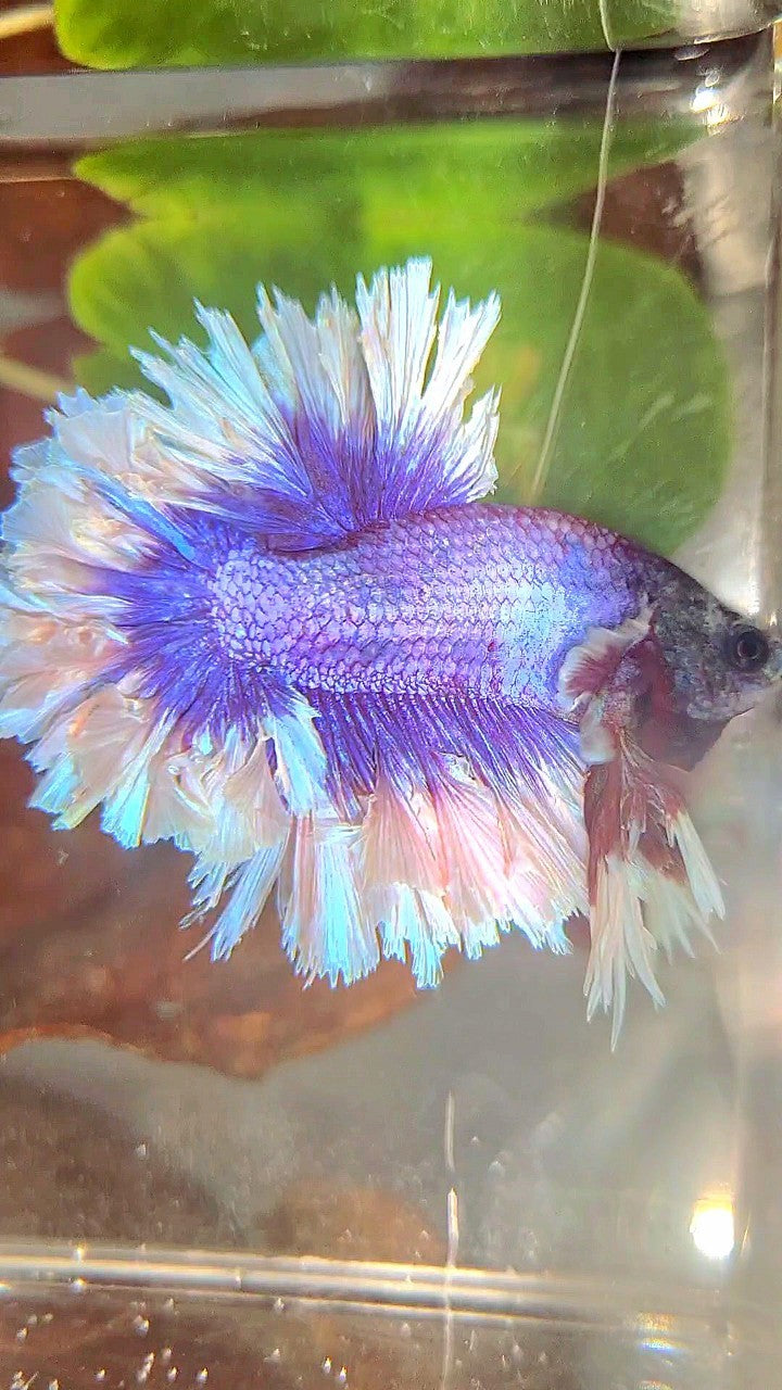 KING FEATHER TAIL HALFMOON BIG EAR SUPER PURPLE BUTTERFLY BETTA FISH