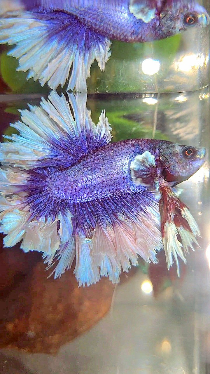 KING FEATHER TAIL HALFMOON BIG EAR SUPER PURPLE BUTTERFLY BETTA FISH