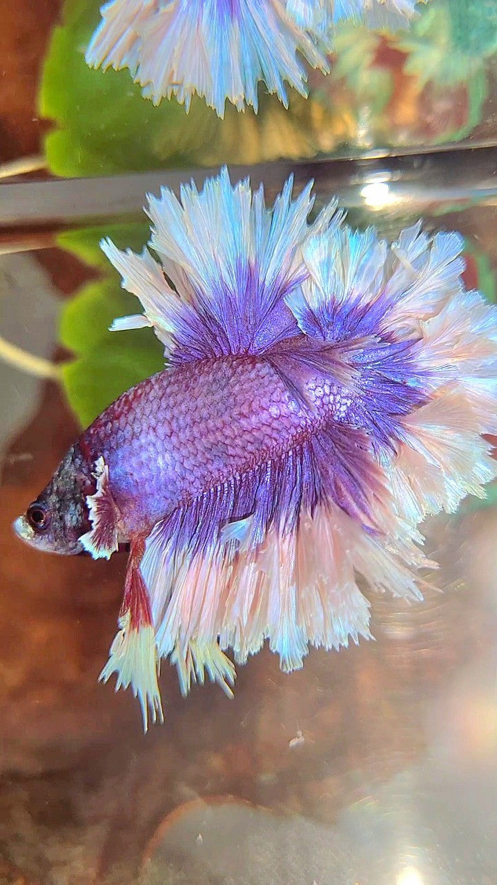 KING FEATHER TAIL HALFMOON BIG EAR SUPER PURPLE BUTTERFLY BETTA FISH