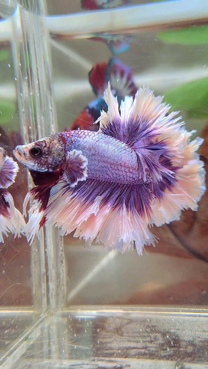 KING FEATHER TAIL HALFMOON BIG EAR SUPER PURPLE BUTTERFLY BETTA FISH