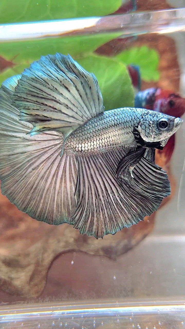 HALFMOON ROSETAIL SUPER COPPER LIGHT SOLID BETTA FISH