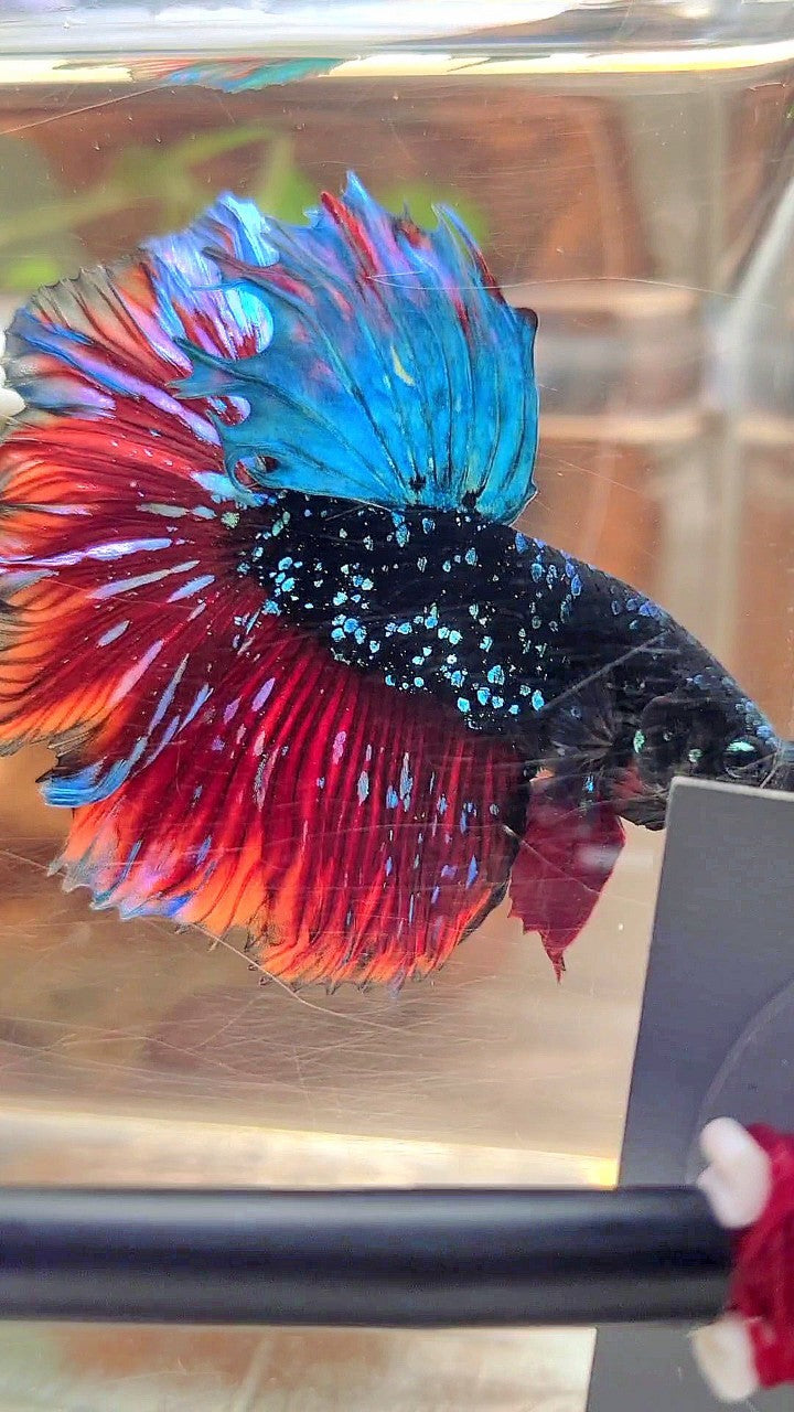 LUXURY HALFMOON FEATHER TAIL BLACK STAR GALAXY BLUE AVATAR VAMPIRE BETTA FISH