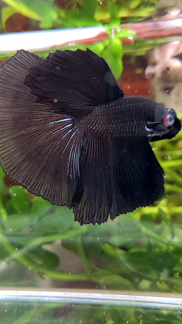 HALFMOON ROSETAIL SUPER BLACK BETTA FISH