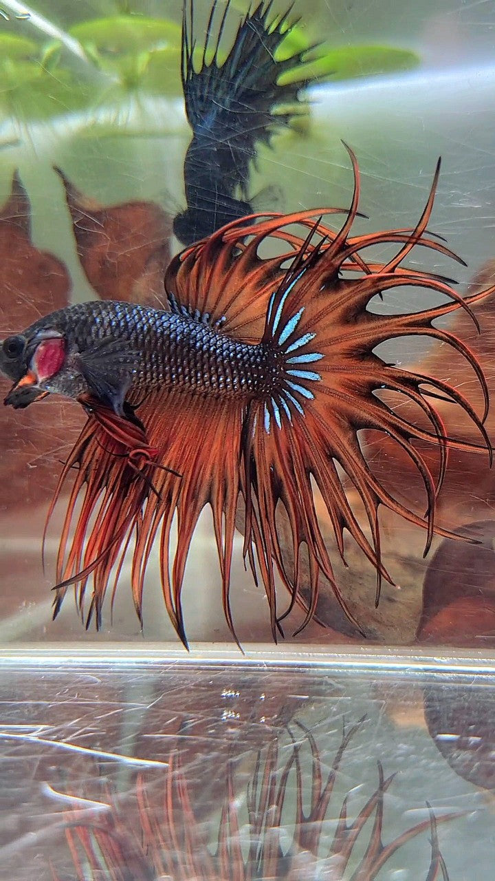 KING CROWNTAIL DARK YELLOW ORANGE MUSTARD BETTA FISH
