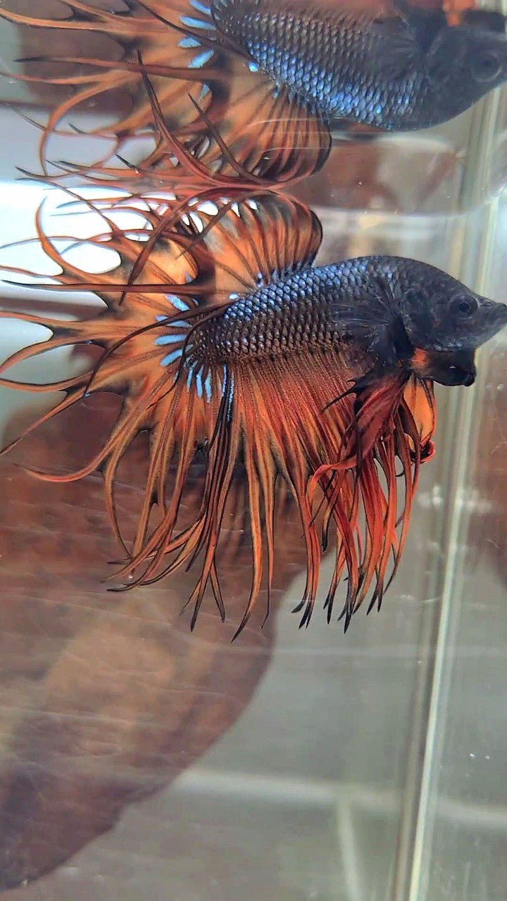 KING CROWNTAIL DARK YELLOW ORANGE MUSTARD BETTA FISH