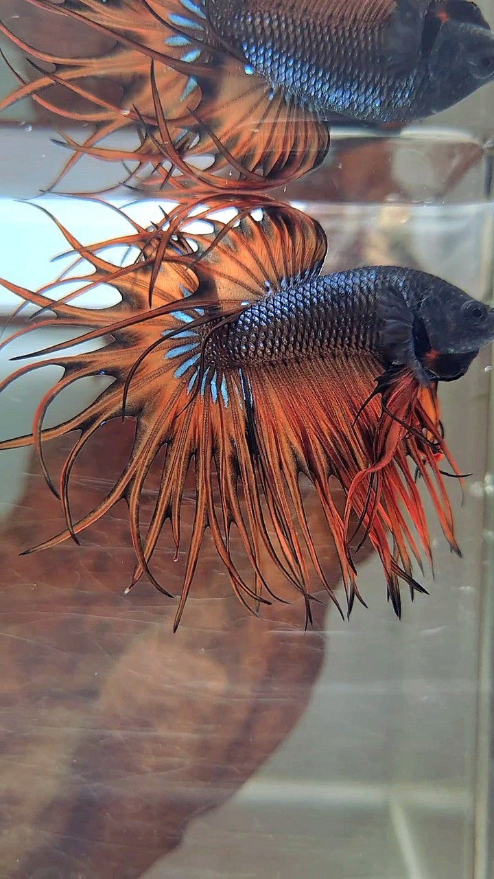 KING CROWNTAIL DARK YELLOW ORANGE MUSTARD BETTA FISH