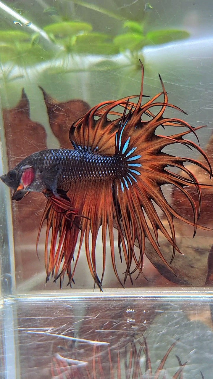KING CROWNTAIL DARK YELLOW ORANGE MUSTARD BETTA FISH