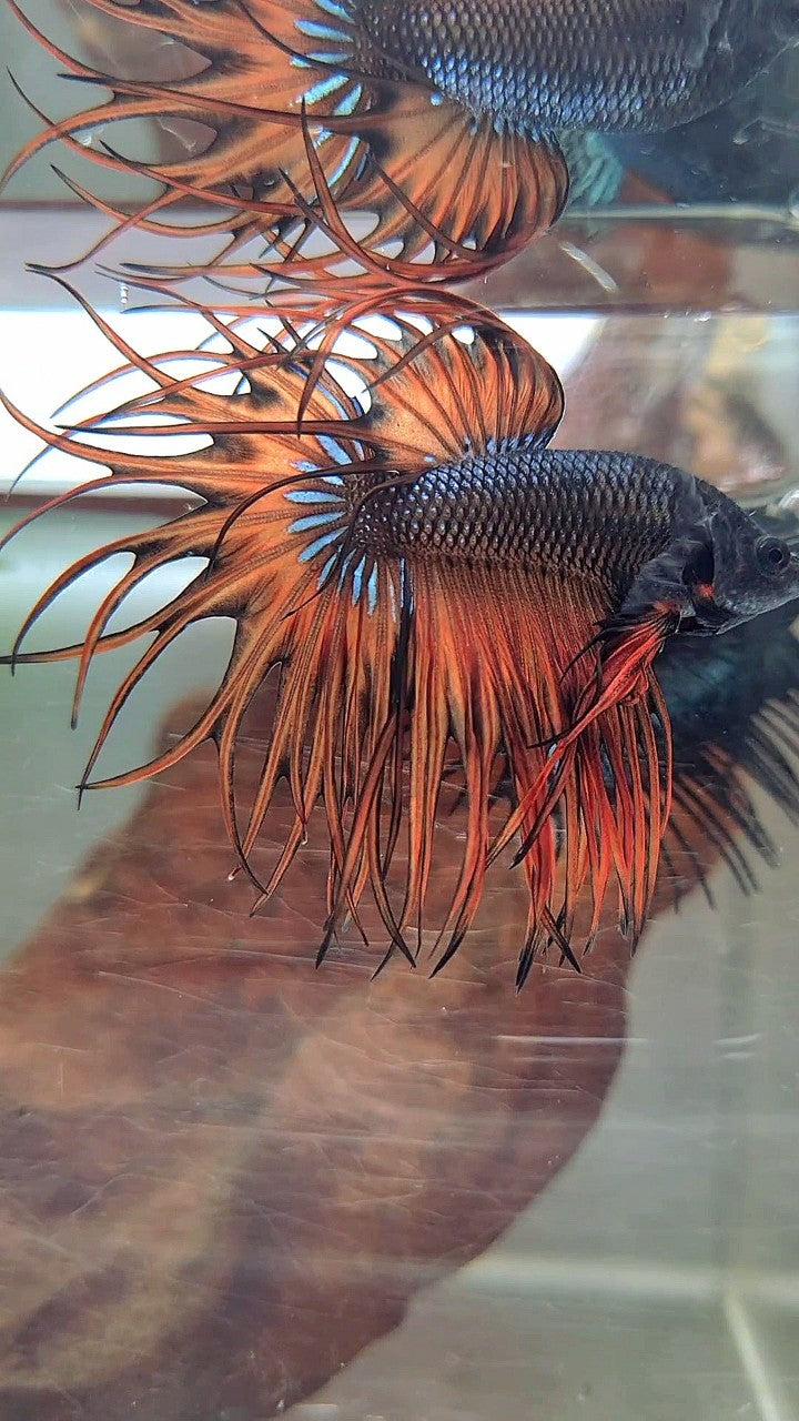 KING CROWNTAIL DARK YELLOW ORANGE MUSTARD BETTA FISH