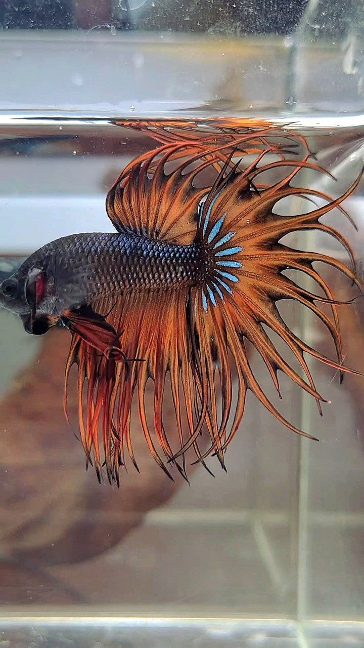 KING CROWNTAIL DARK YELLOW ORANGE MUSTARD BETTA FISH