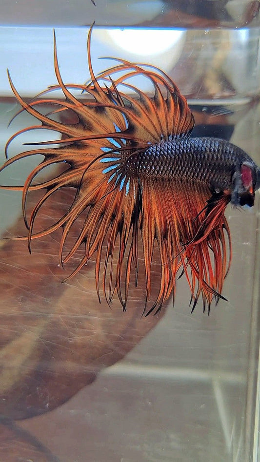 KING CROWNTAIL DARK YELLOW ORANGE MUSTARD BETTA FISH