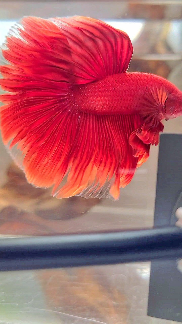 HALFMOON ROSETAIL SUPER RED BETTA FISH
