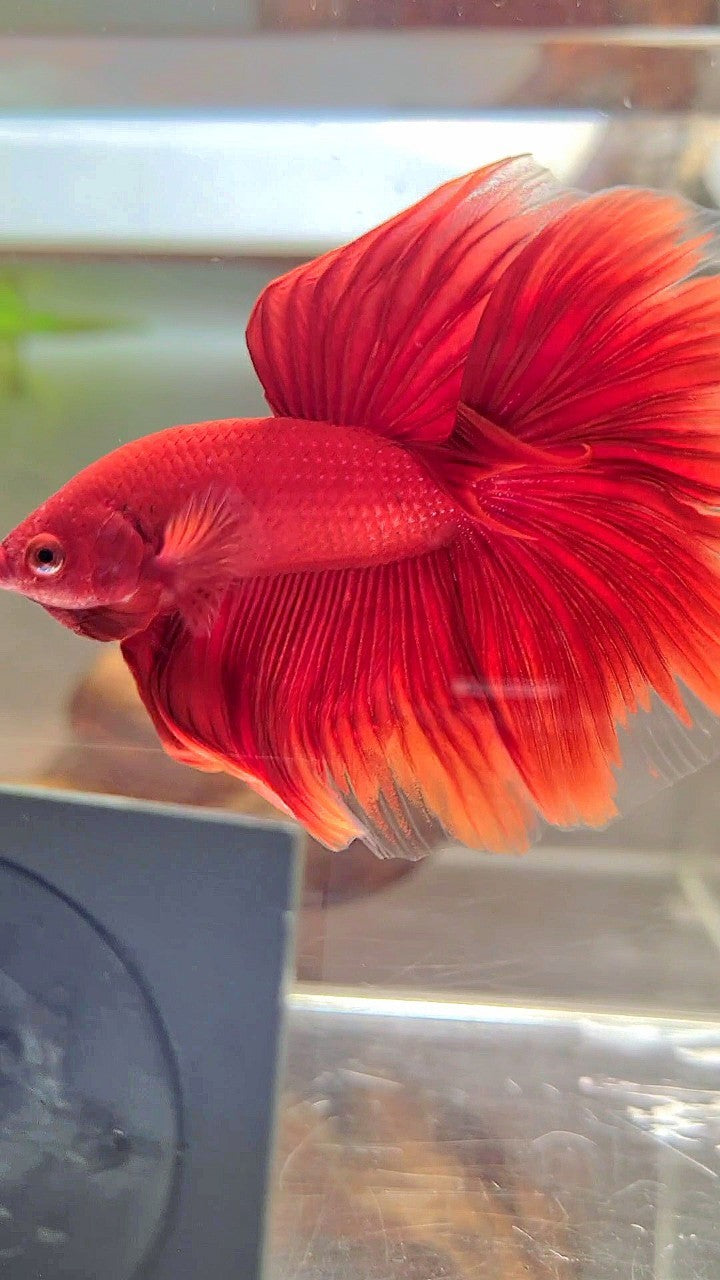 HALFMOON ROSETAIL SUPER RED BETTA FISH
