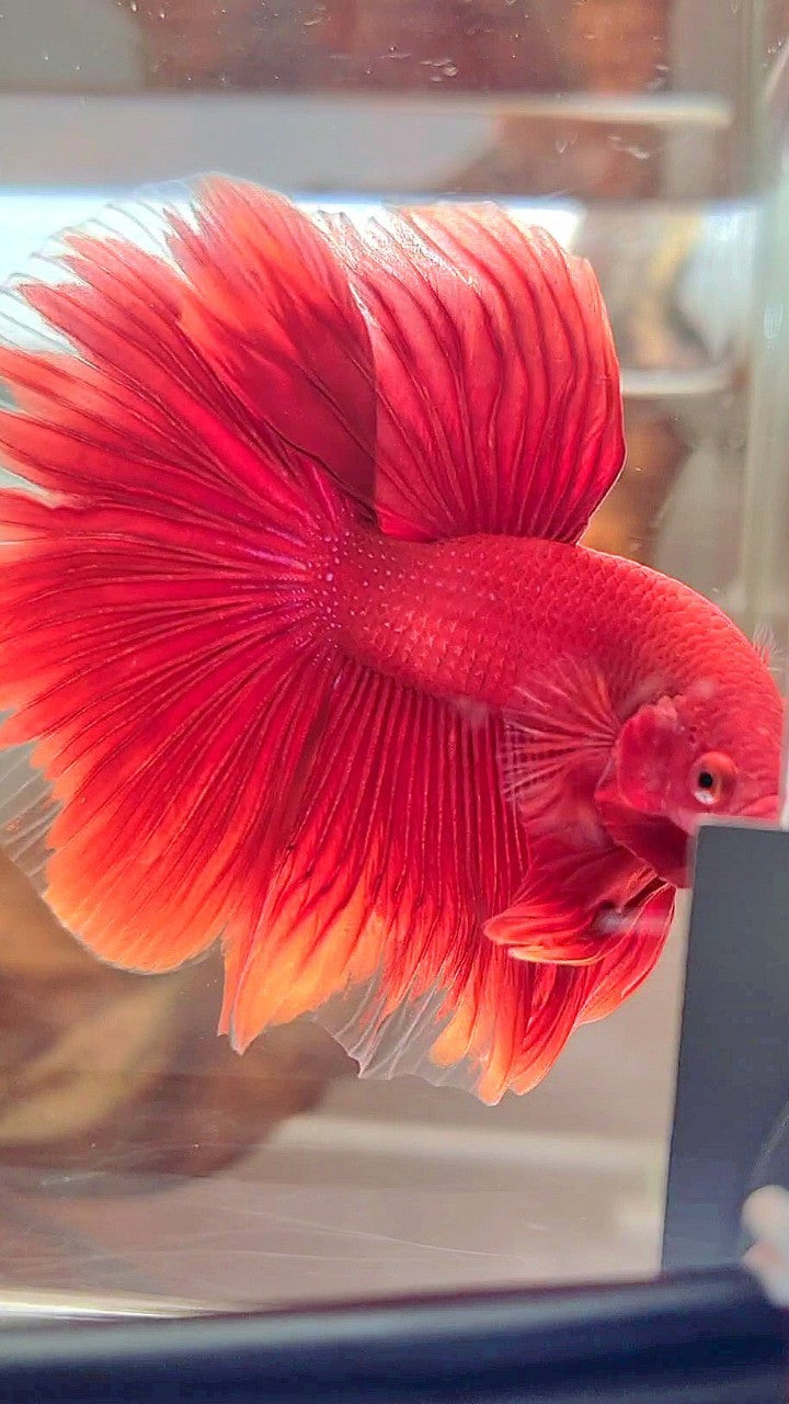HALFMOON ROSETAIL SUPER RED BETTA FISH