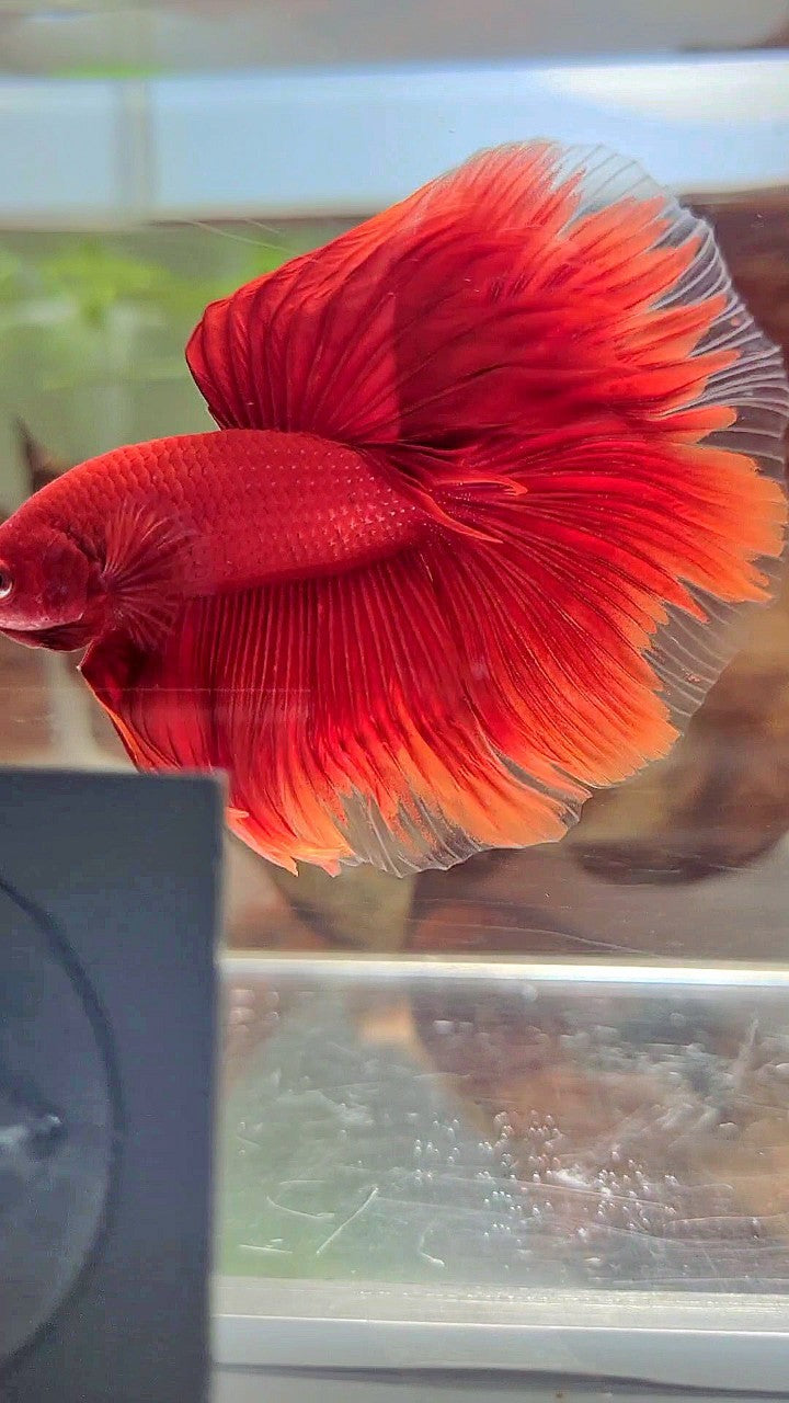 HALFMOON ROSETAIL SUPER RED BETTA FISH