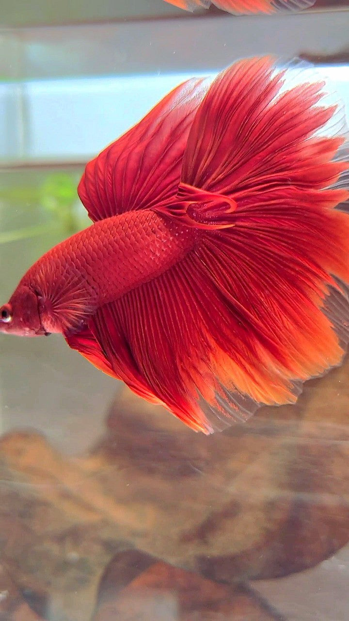 HALFMOON ROSETAIL SUPER RED BETTA FISH