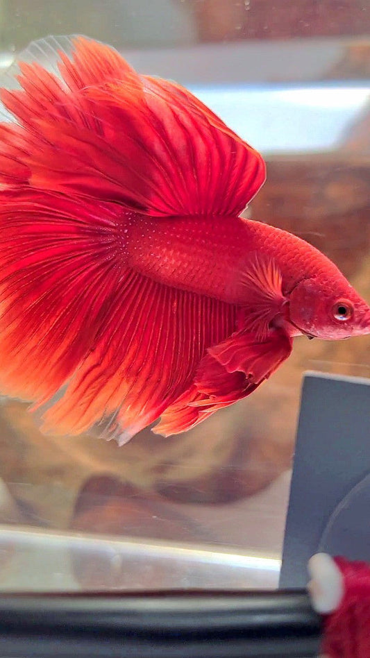 HALFMOON ROSETAIL SUPER RED BETTA FISH
