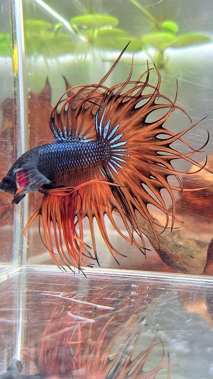 KING CROWNTAIL DARK YELLOW ORANGE MUSTARD BETTA FISH