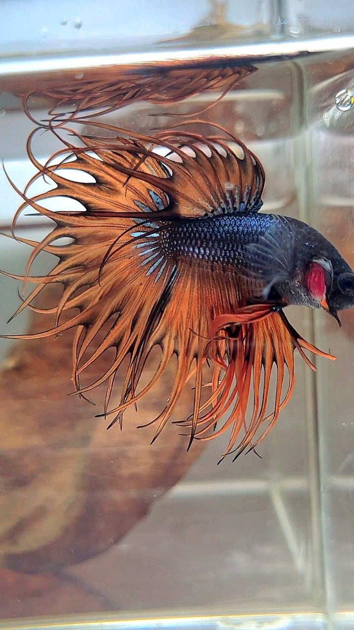 KING CROWNTAIL DARK YELLOW ORANGE MUSTARD BETTA FISH