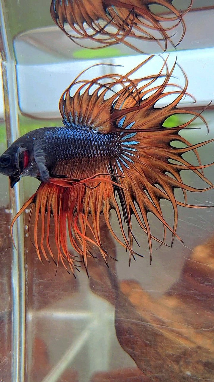 KING CROWNTAIL DARK YELLOW ORANGE MUSTARD BETTA FISH